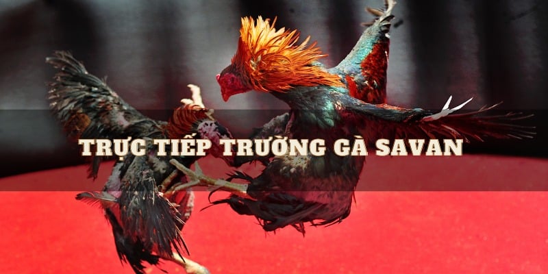 Thuật ngữ đá gà savan là gì