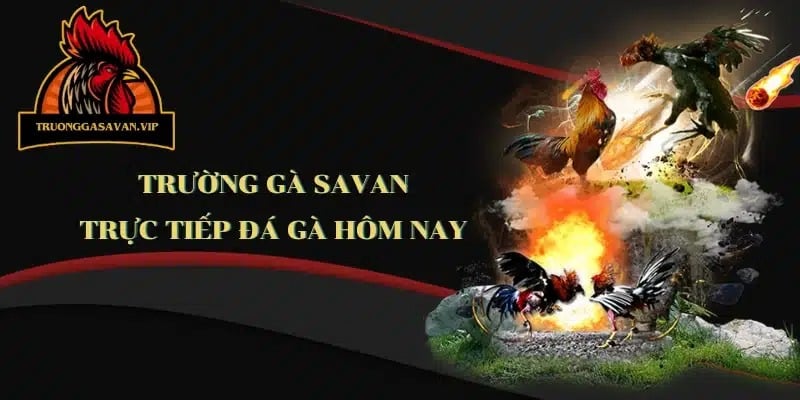 Lợi ích việc tham gia đá gà savan